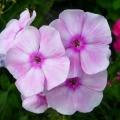 Phlox panicled tatyana: sadnja i njega